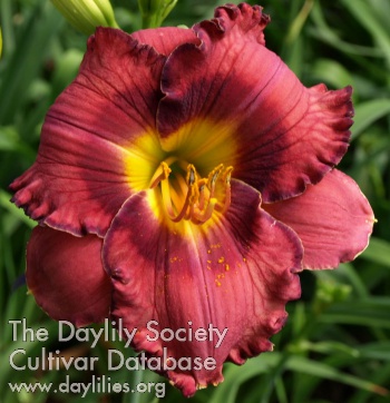 Daylily Garnet Creation